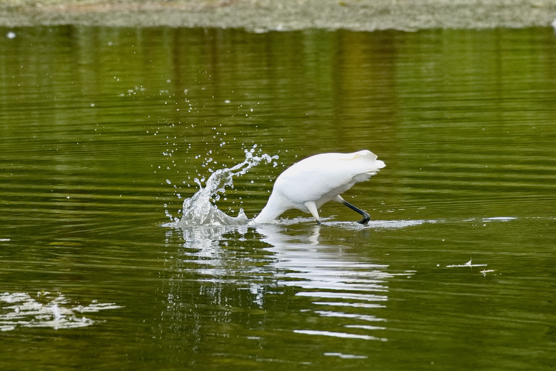 Two Ponds – Sept 10/23