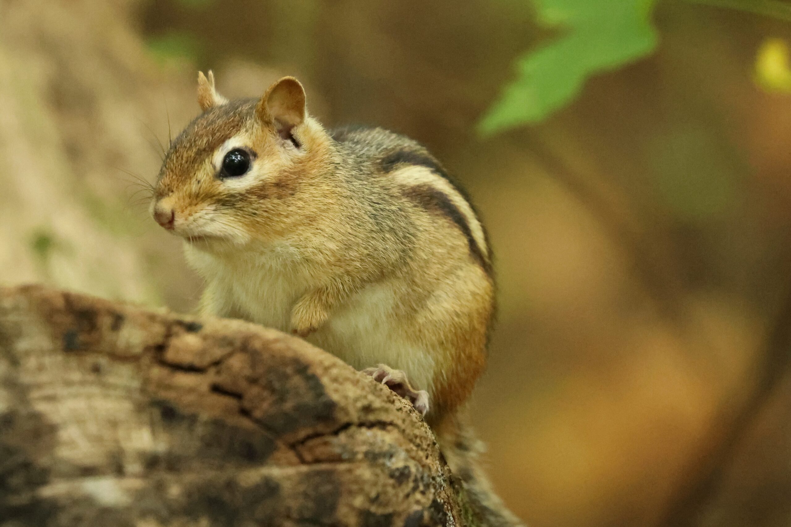 BioBlitz at Warbler Woods: 18 October 2023
