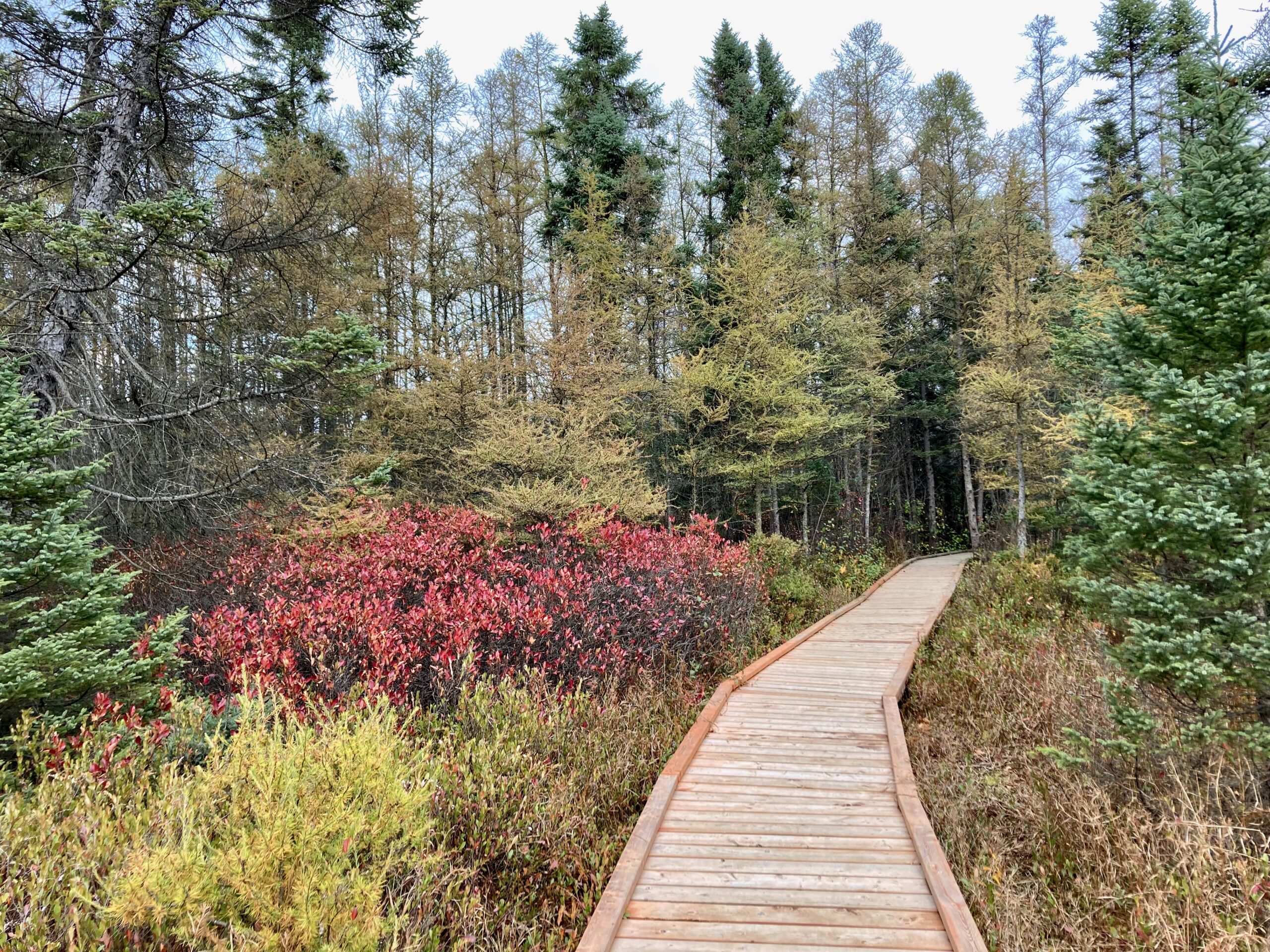 Sifton Bog ESA, October 31, 2023