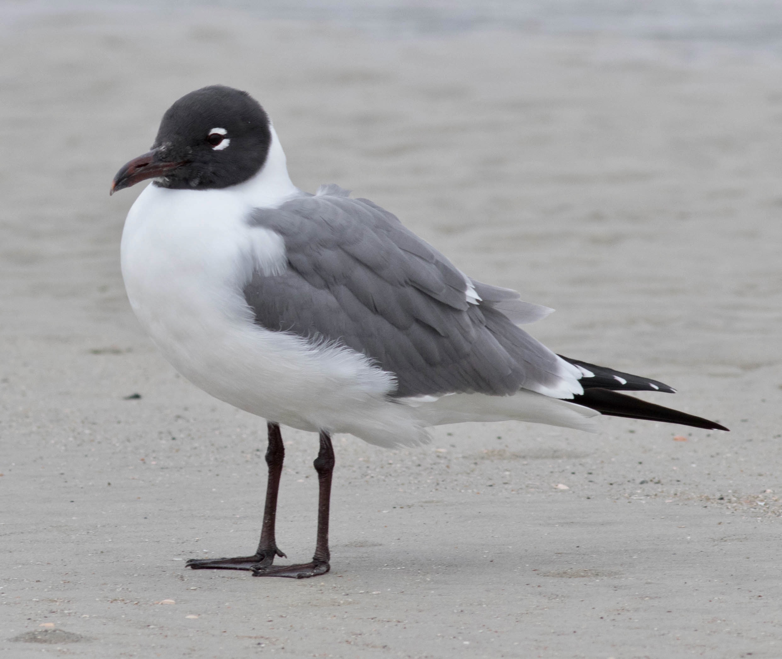 Hilton Head Shorebirds and Gulls – February 2018