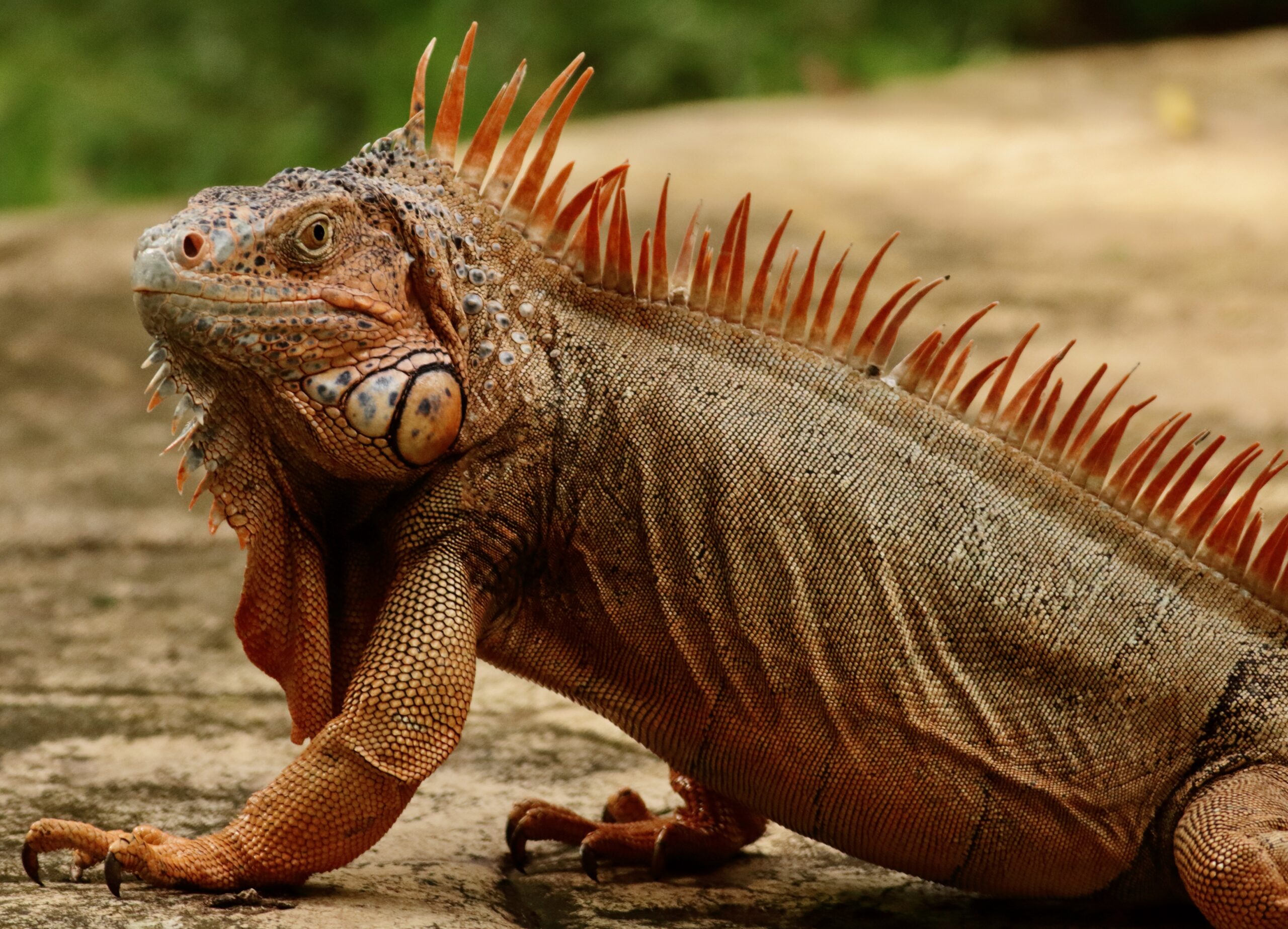 More Cozumel – December 2016