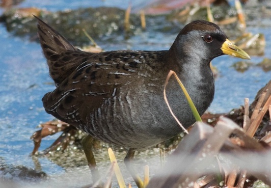 More Hilton Head Birds – February 2018