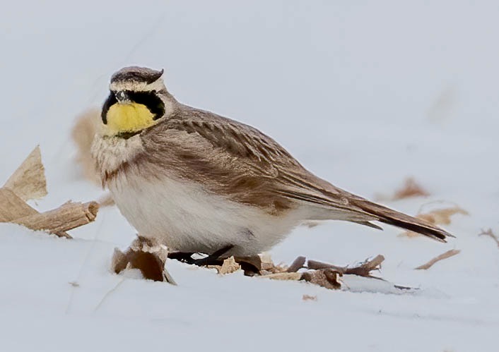 January Birds 2021-22