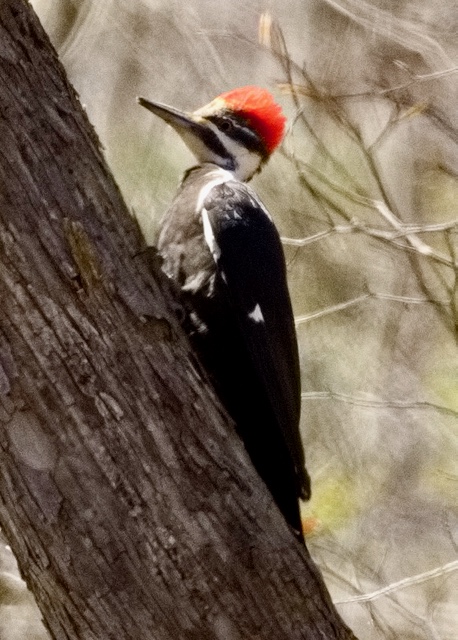 Rondeau Provincial Park – April 26, 2024