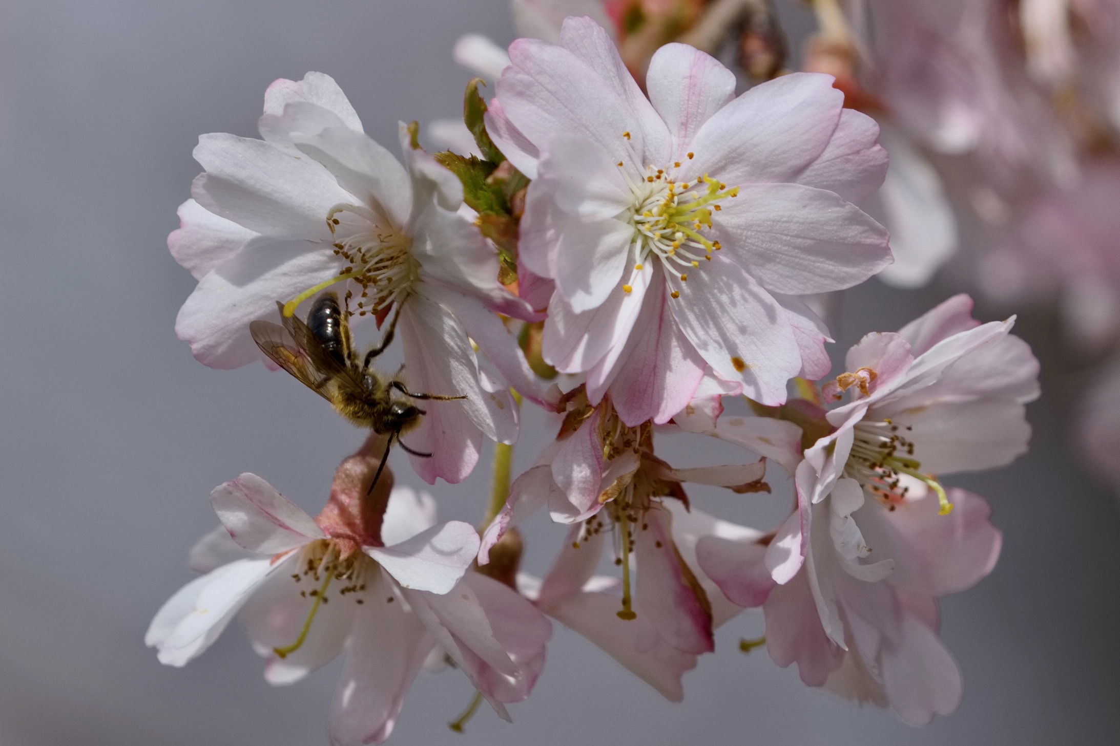 Week of April 15, 2024 – Magnolias and more