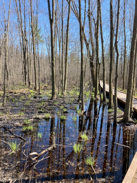 Sifton Bog – April 22, 2024 – Nature Walks