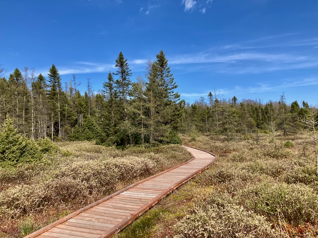 Sifton Bog – April 22, 2024