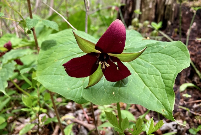 Solitude Nature Reserve – May 6, 2024