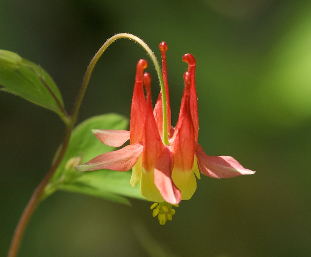 Rondeau Provincial Park – Part 2 & McGeachy Pond Conservation Area West,