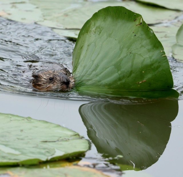 Lake Erie at the Detroit River – June 20-22, 2024
