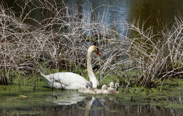 Erieau Marsh Trail –      May 12 & 13, 2024