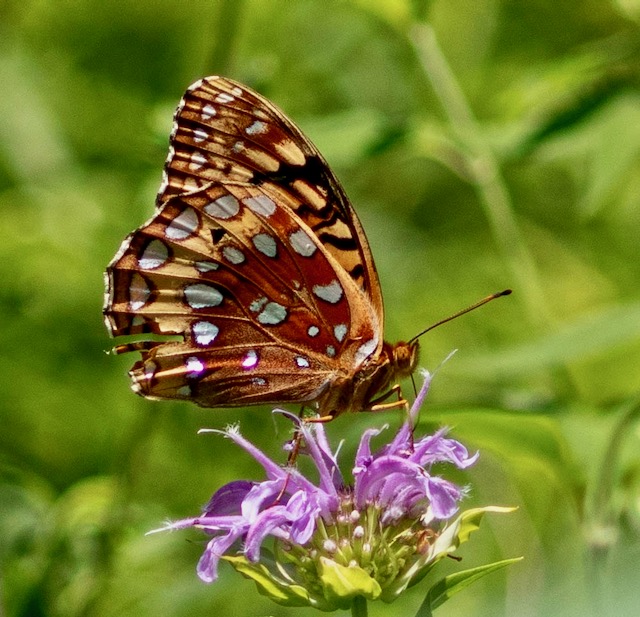 July 14 & 16, 2022 – Wardsville Woods