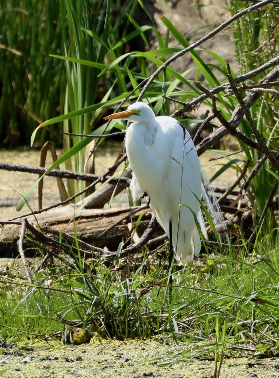 Uplands North Wetland – August 12, 2024