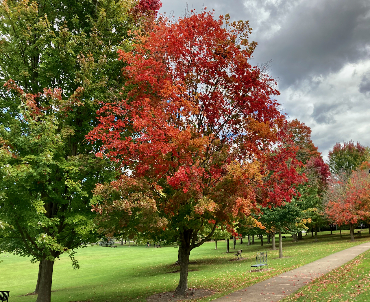 Fall Colours