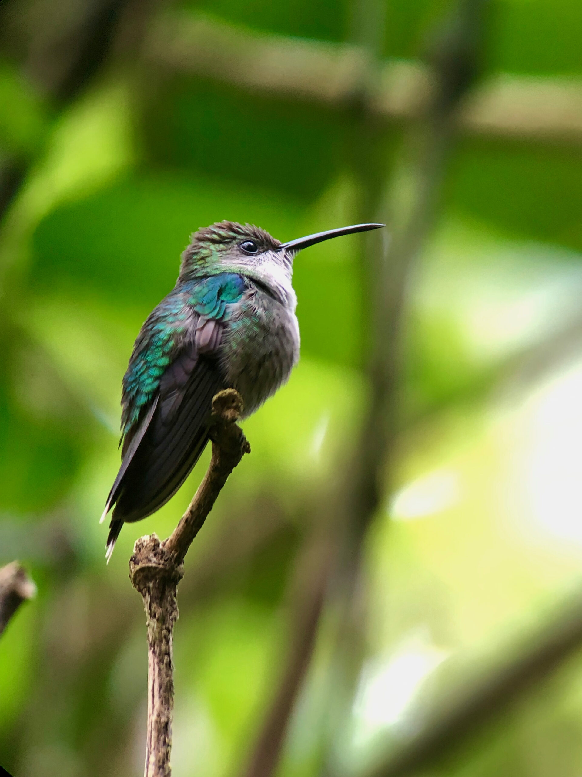 A brief visit to Kilally Meadows followed by Canopy Lodge Revisited 2