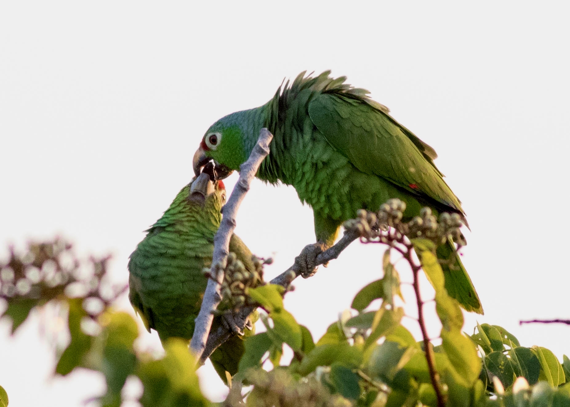 Canopy Lodge to Canopy Tower