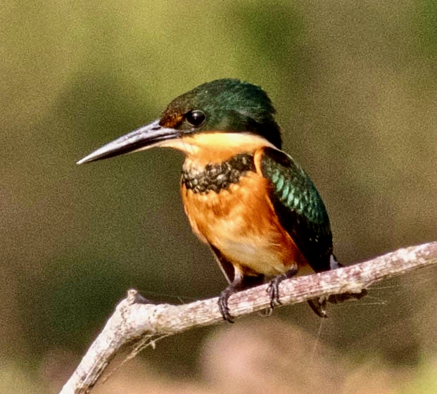 Boat Tour on the Chagras River & Gatun Lake