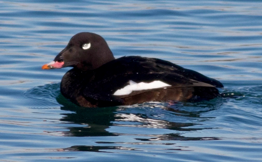 Winter Beauty and Winter Birds