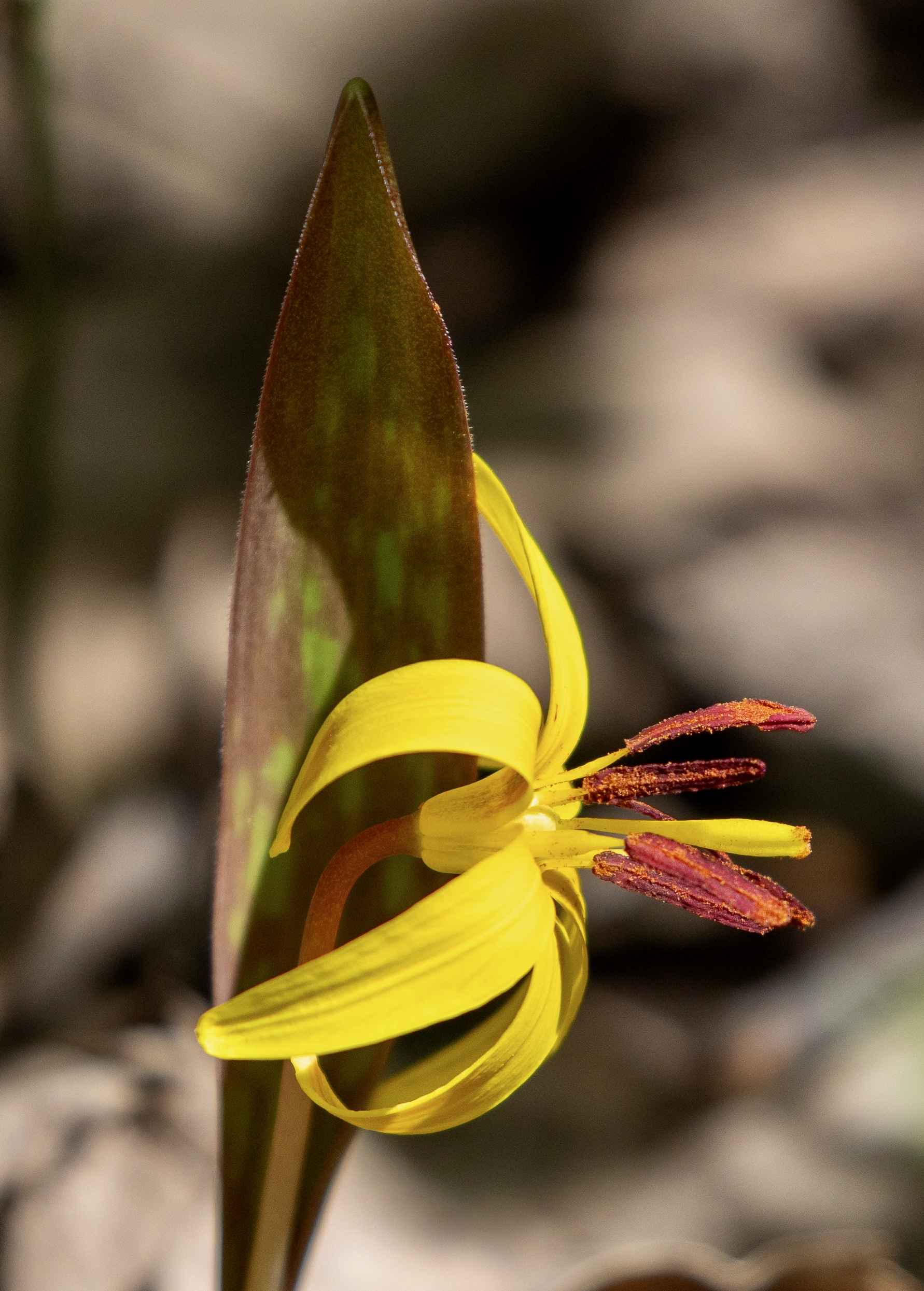 Coldstream Conservation Area – April 27, 2025