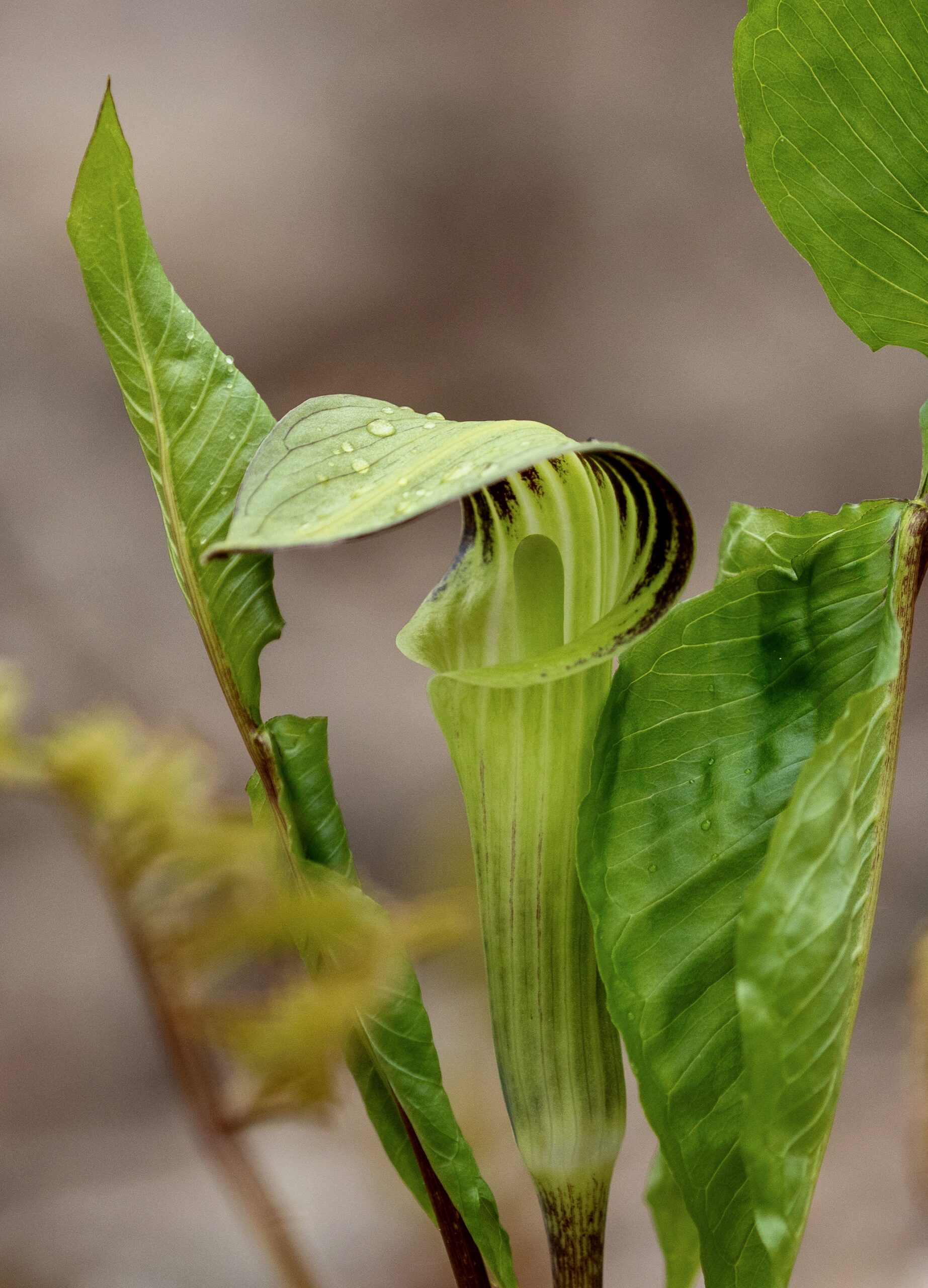 Solitude Nature Reserve – April 29, 2025