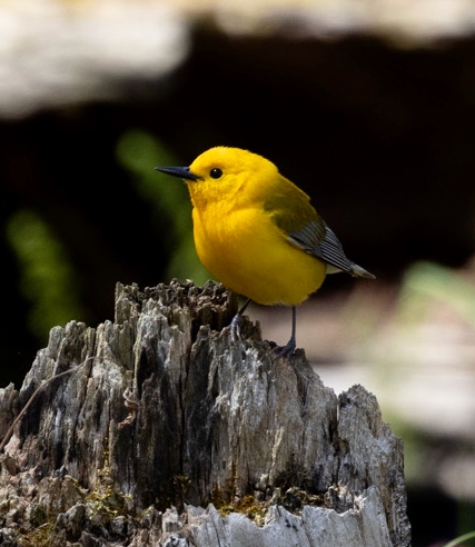 Rondeau Birds –            May 10 & 11, 2025