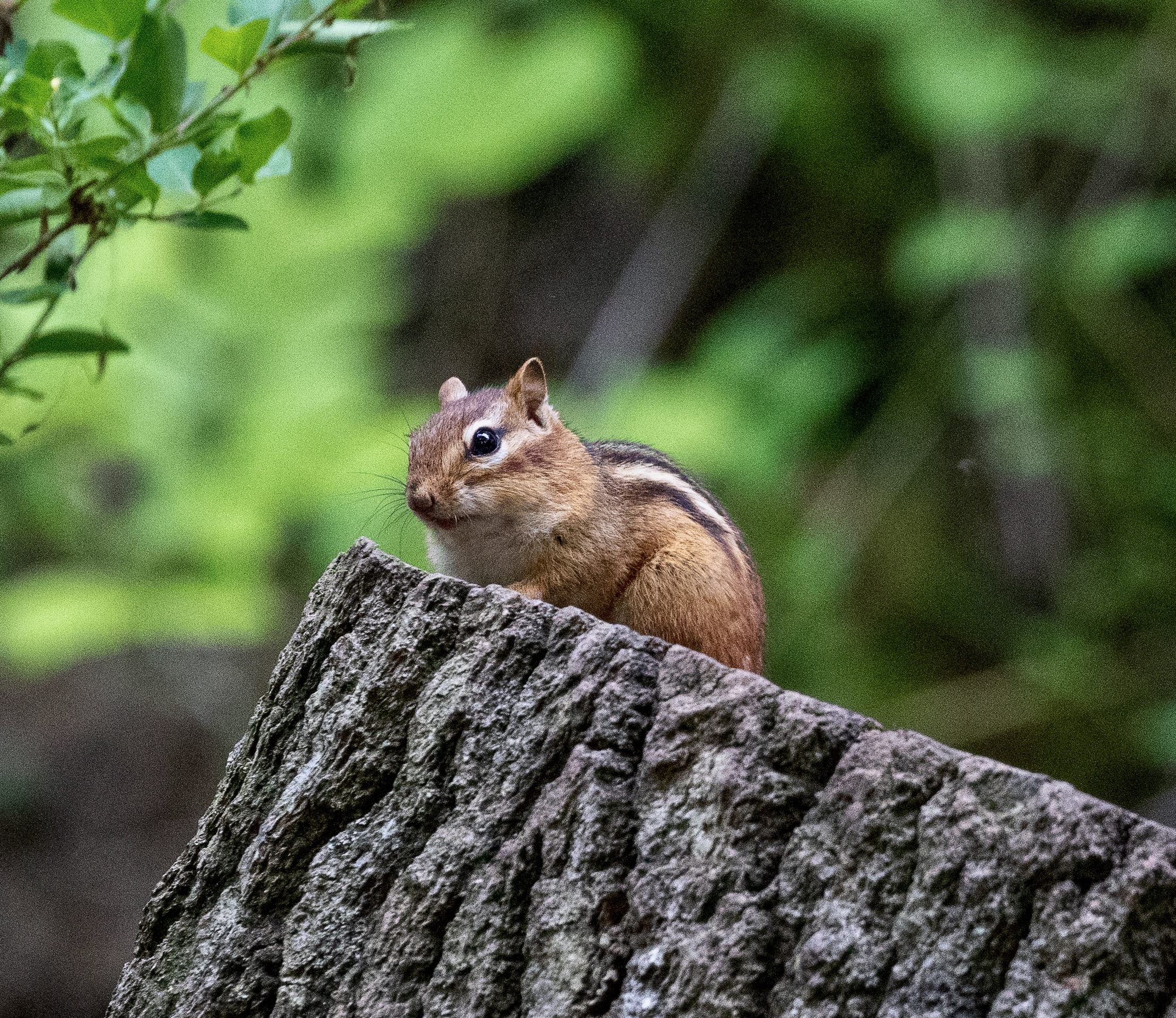 Meadowlily Nature Preserve – June 12, 2025