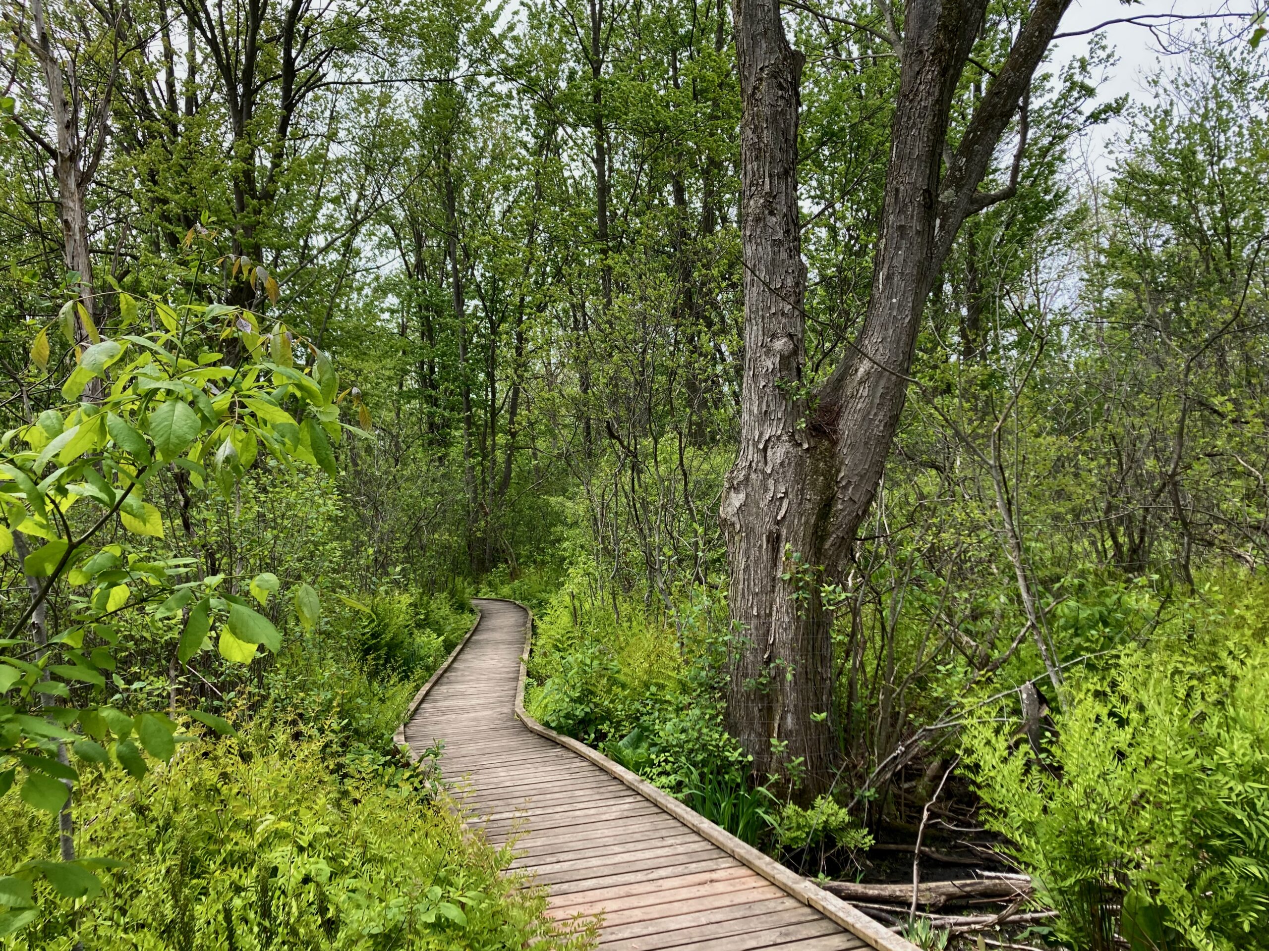 Pond Mills Conservation Area – May 27, 2025