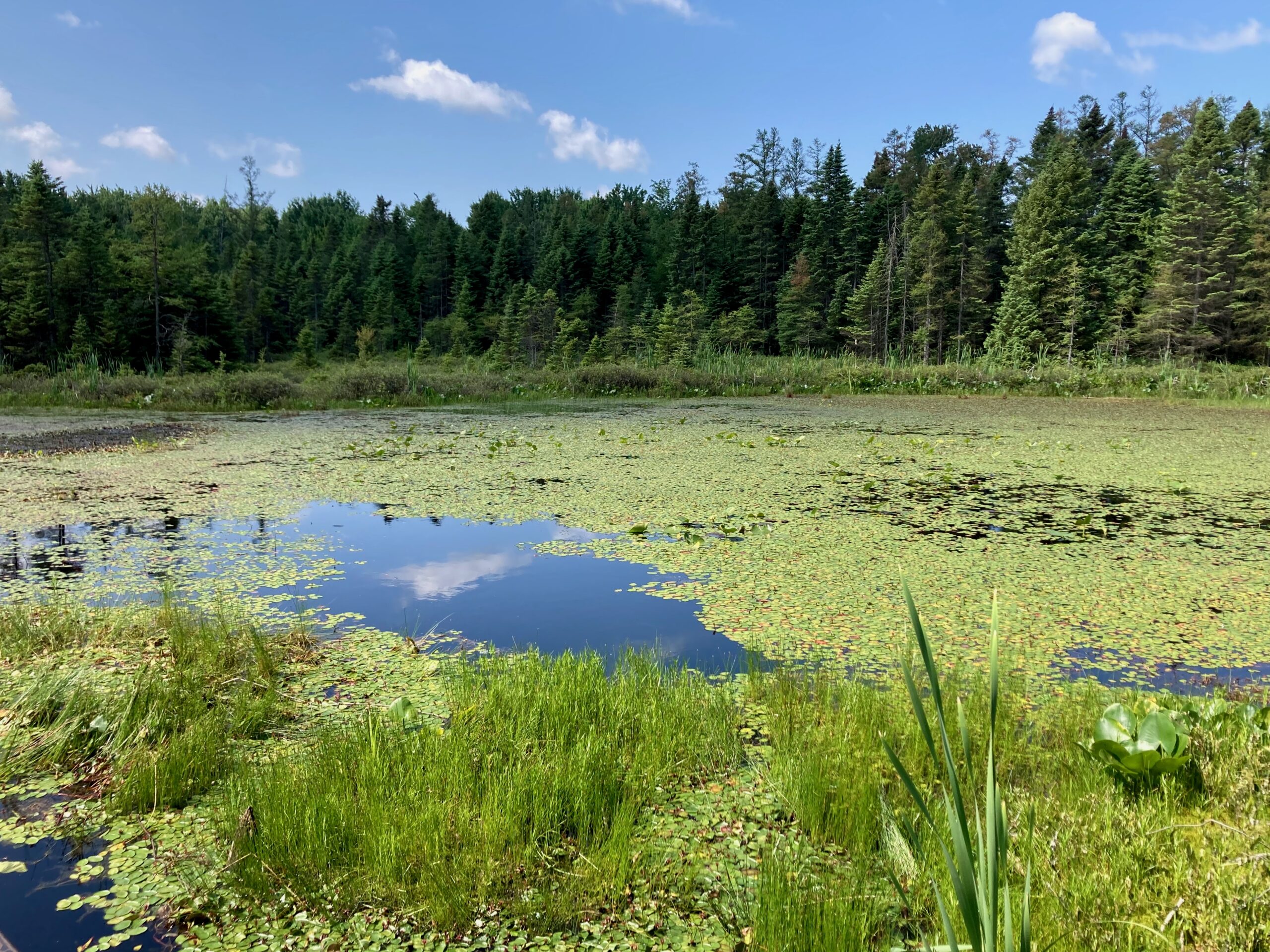 Sifton Bog – June 22, 2025