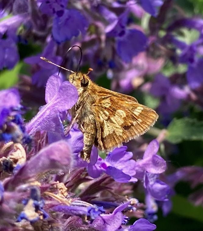 Neighbourhood Walks – April to mid-June, 2025