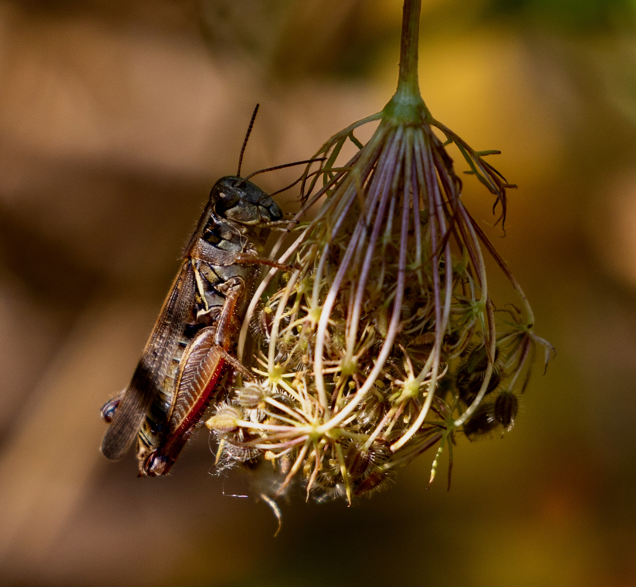 Kilally Meadows – September 9, 2025