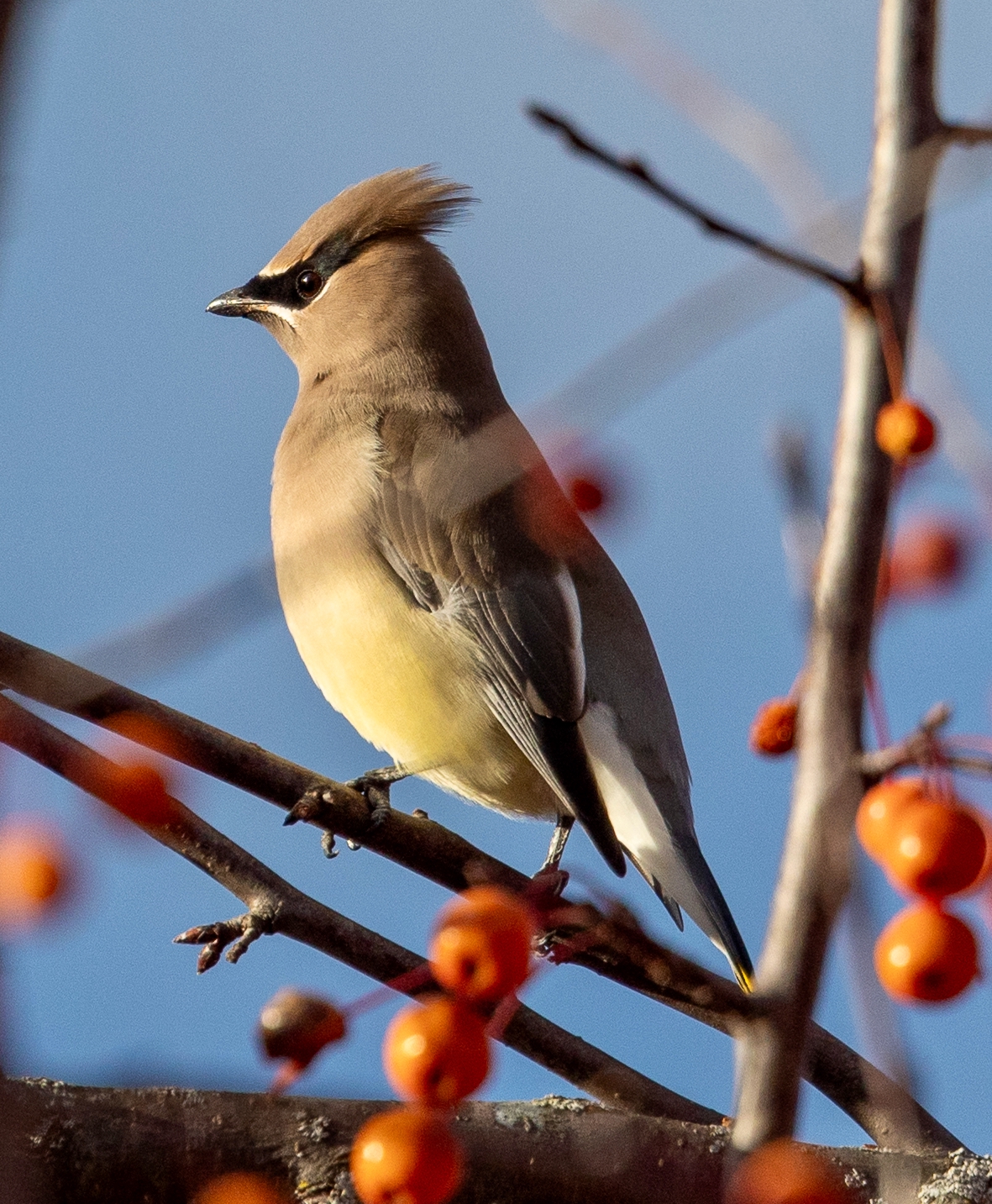 A Neighbourhood Bonanza – November 23, 2025