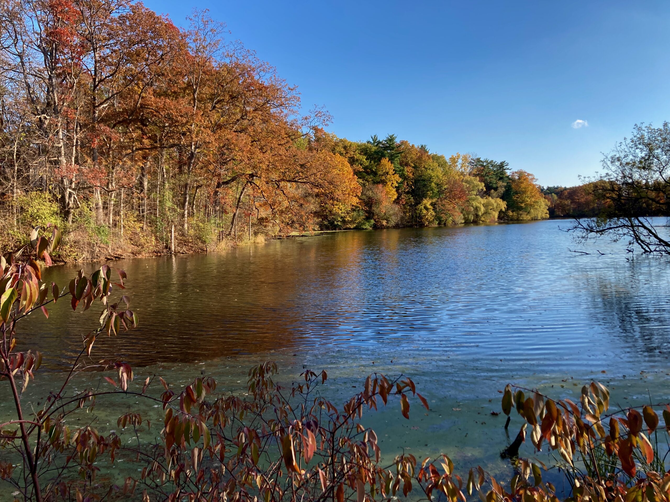 Dorchester Mill Pond Eco Trail – November 2, 2025