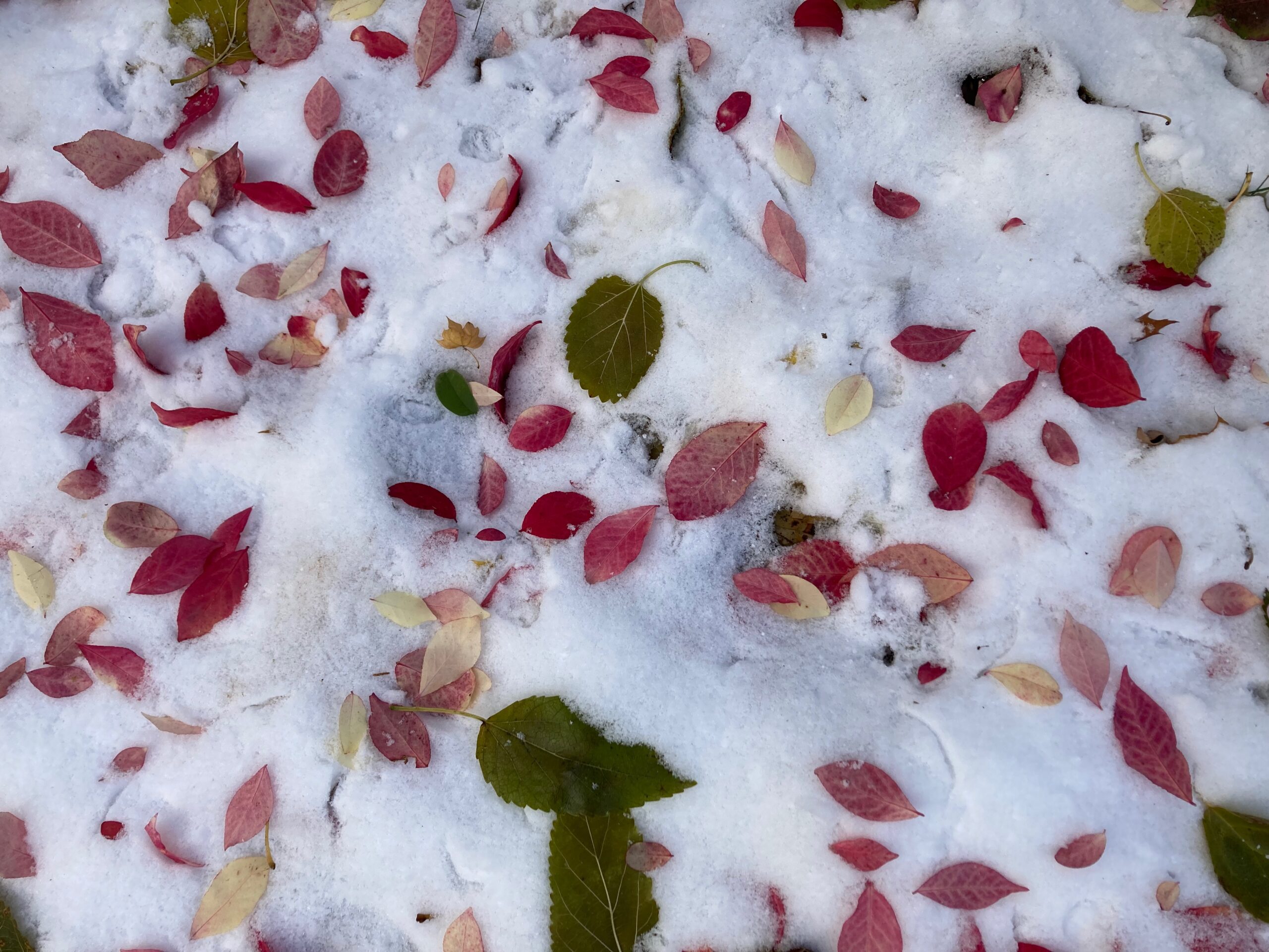 November Snow – 2025