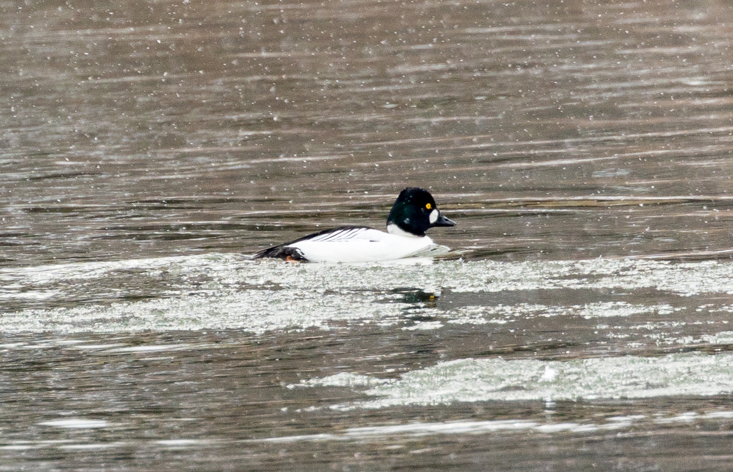 Frosty February Walk