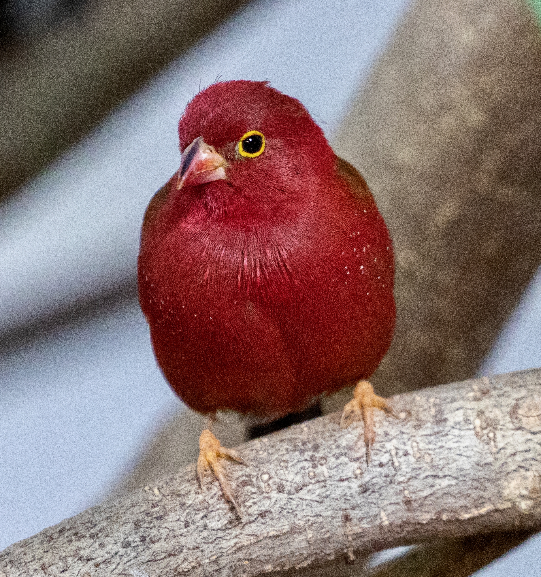 Cambridge Butterfly Conservatory – February 7, 2026 – Part 2