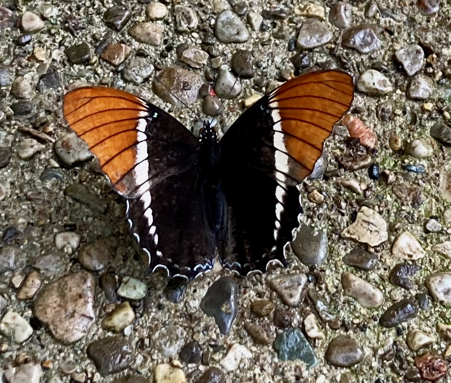 Cambridge Butterfly Conservatory – February 7, 2026 – Part 1