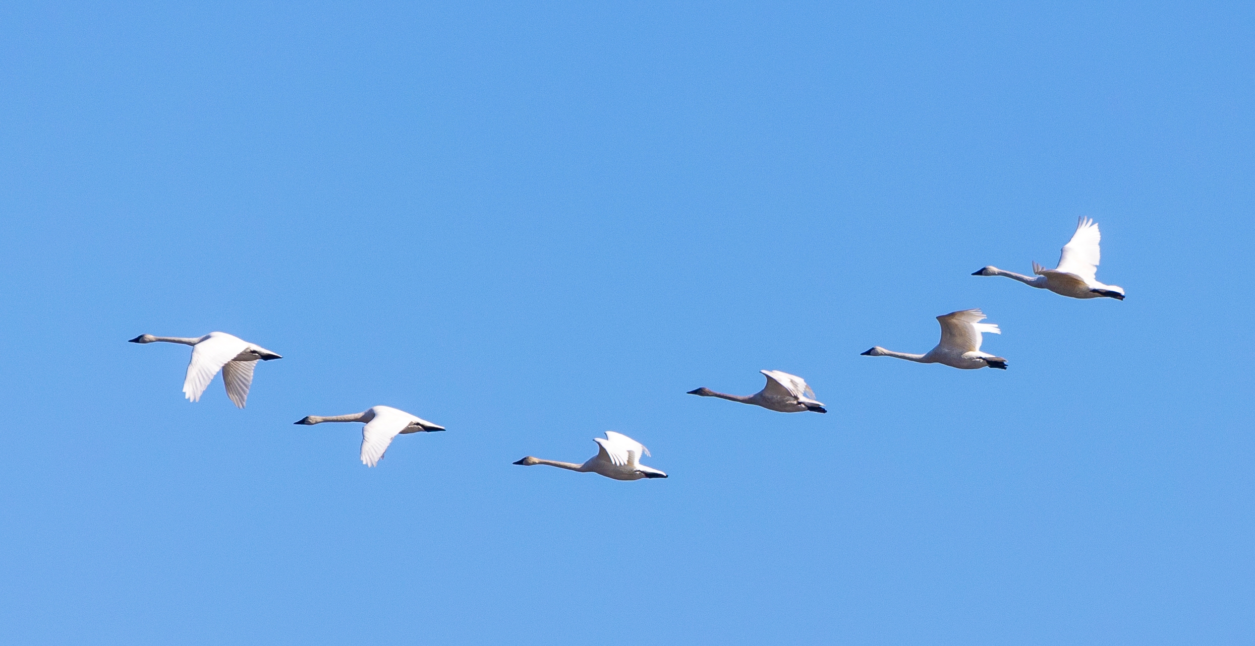 Long Point  – March 9, 2026