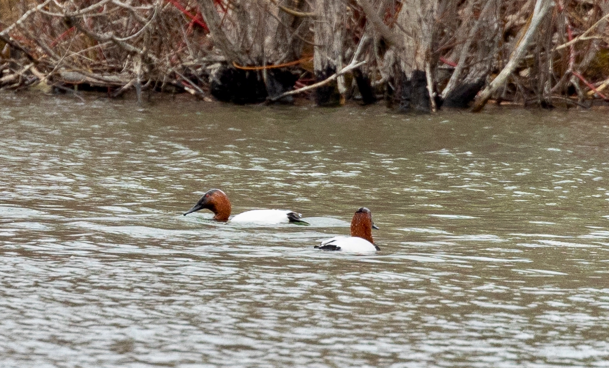 Lake Margaret, April 29, 2026